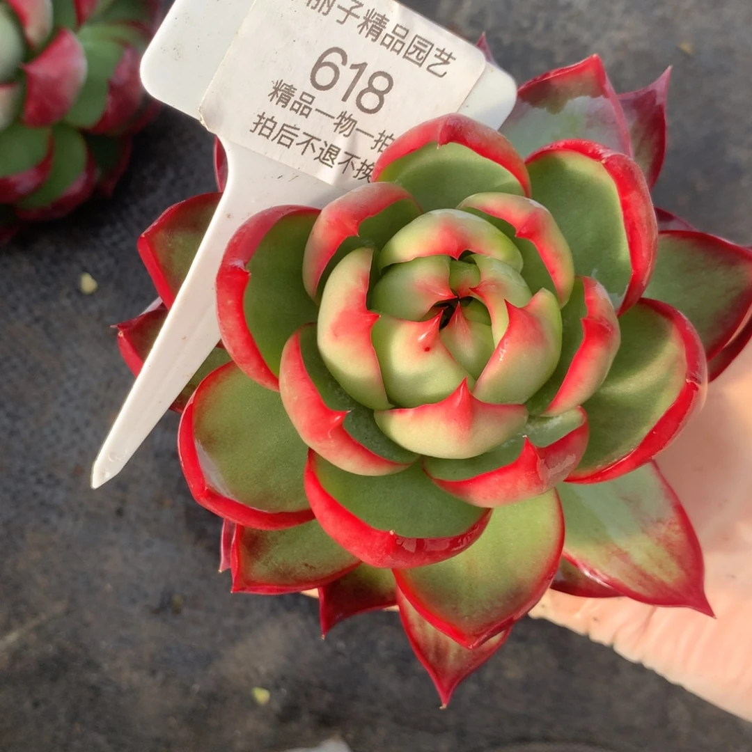 618号多肉植物惊鸿福利