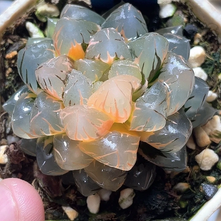 639亚成大水中月锦特选福利