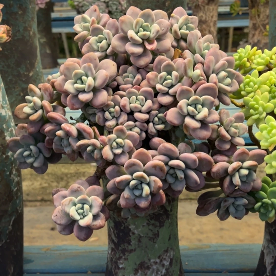 老桩洛神裸肉发货