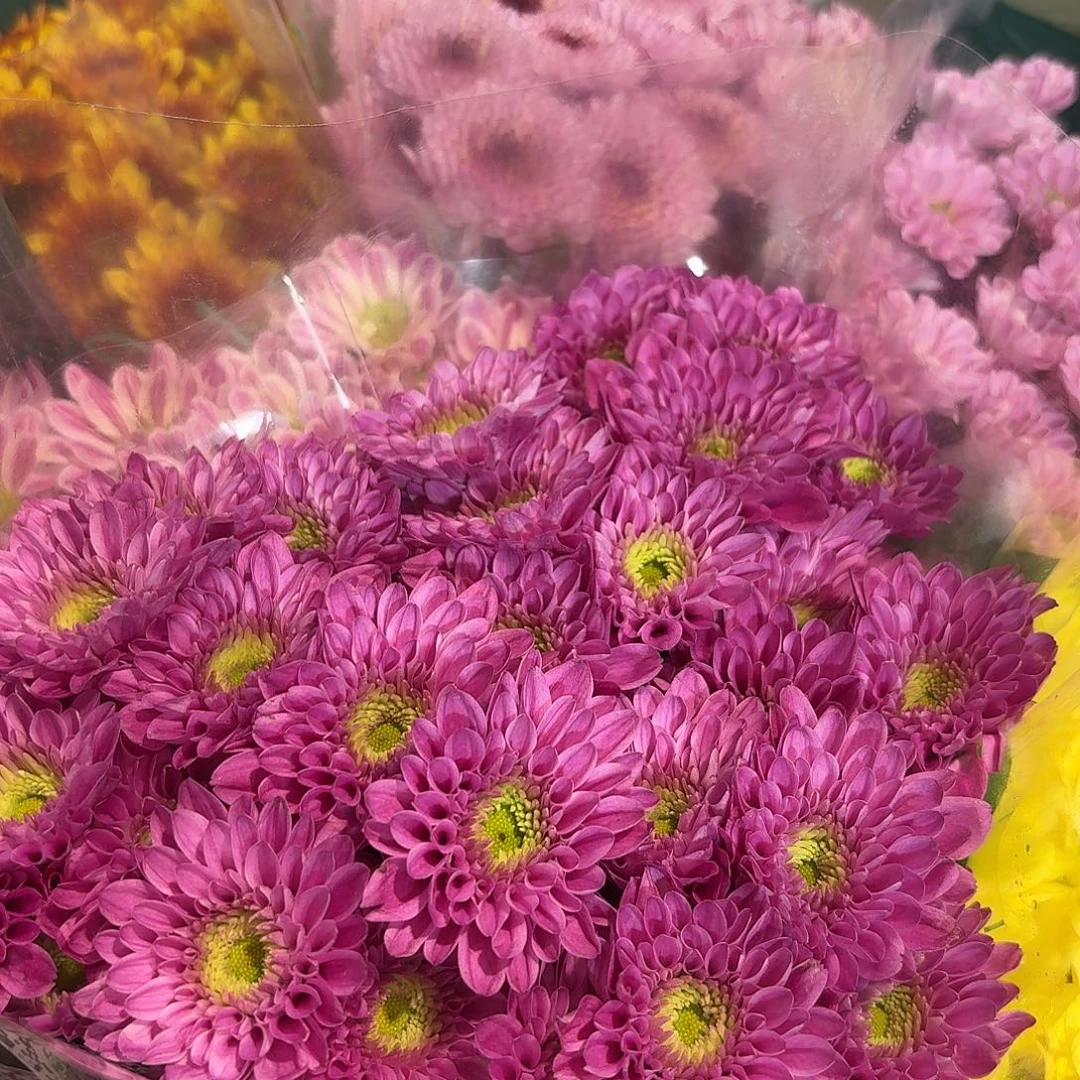 海南 安奎小菊10支