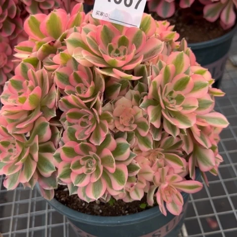 吴*柔667女巫20厘米左右