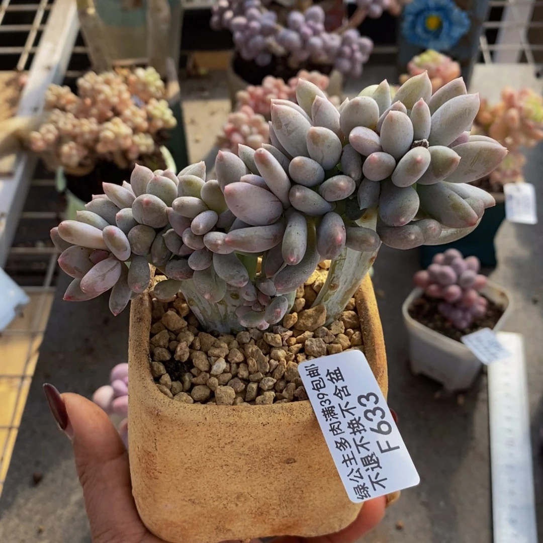 奶酪缀533/9cn多肉