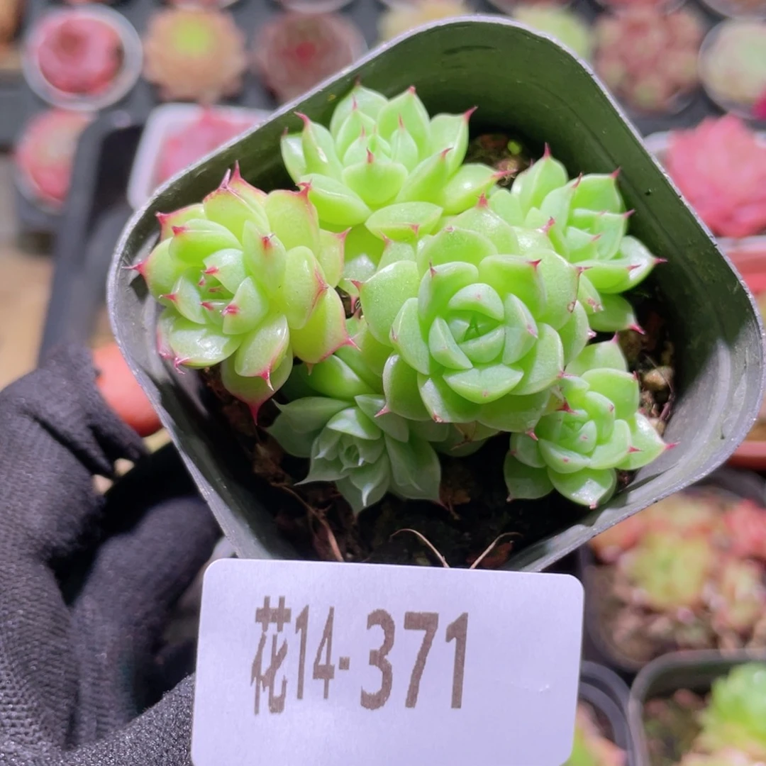 花利美14-371海王