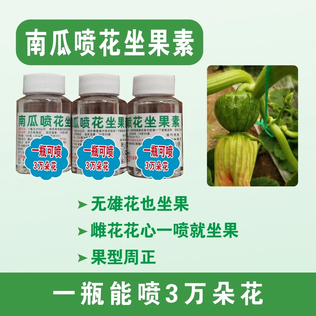 小圆瓜小南瓜圆西葫芦云南贵州四川嫩南瓜绿皮青皮南瓜喷花授粉药