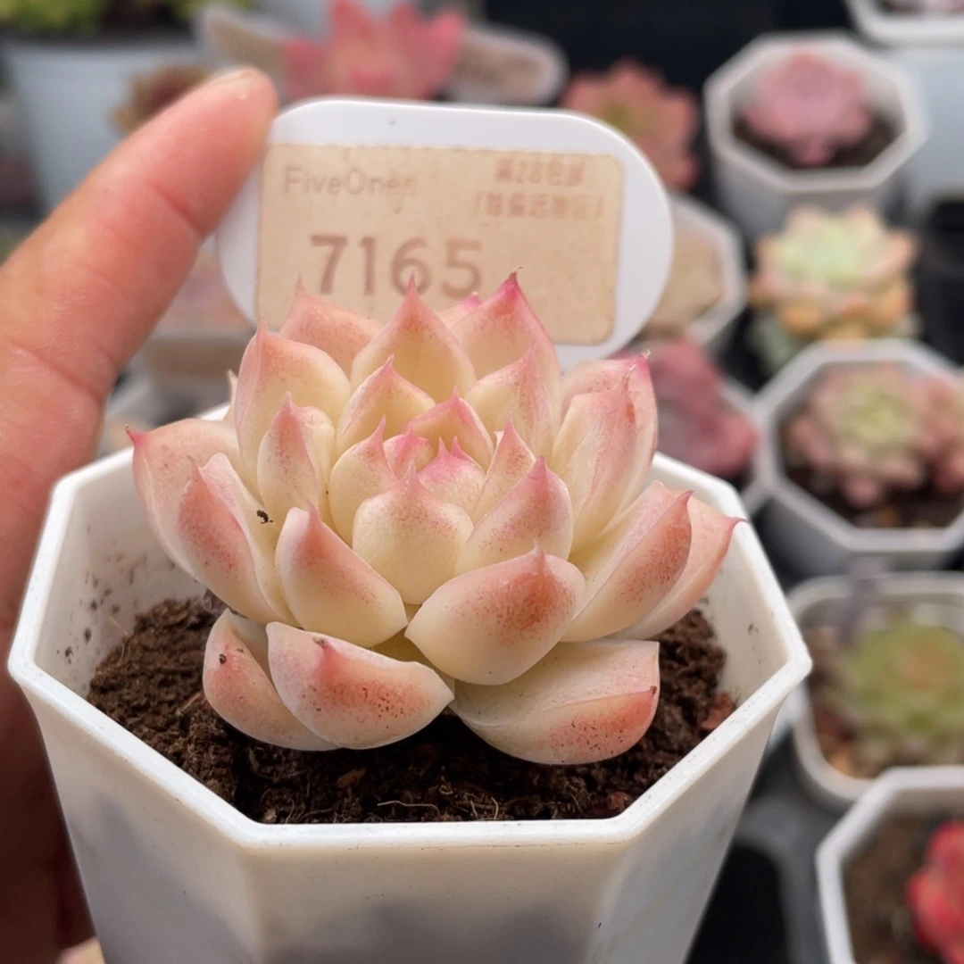 桃熏女王7165-5.0厘米
