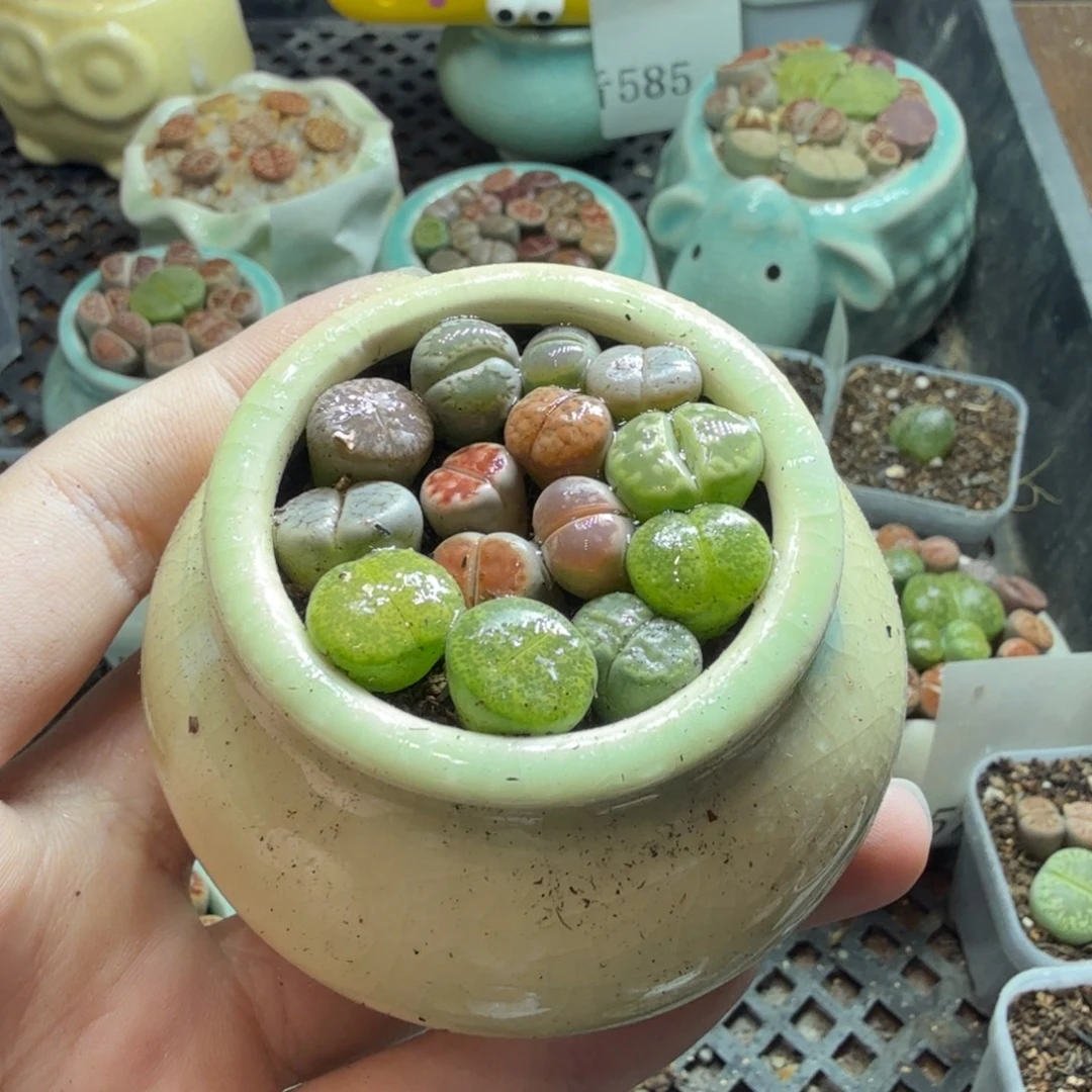 多肉葡萄的季节性595