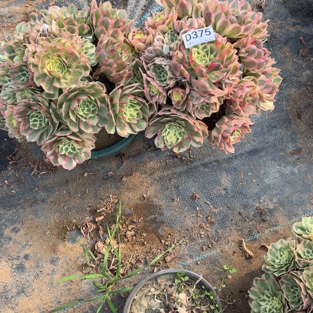 375两颗组合多肉植物法师