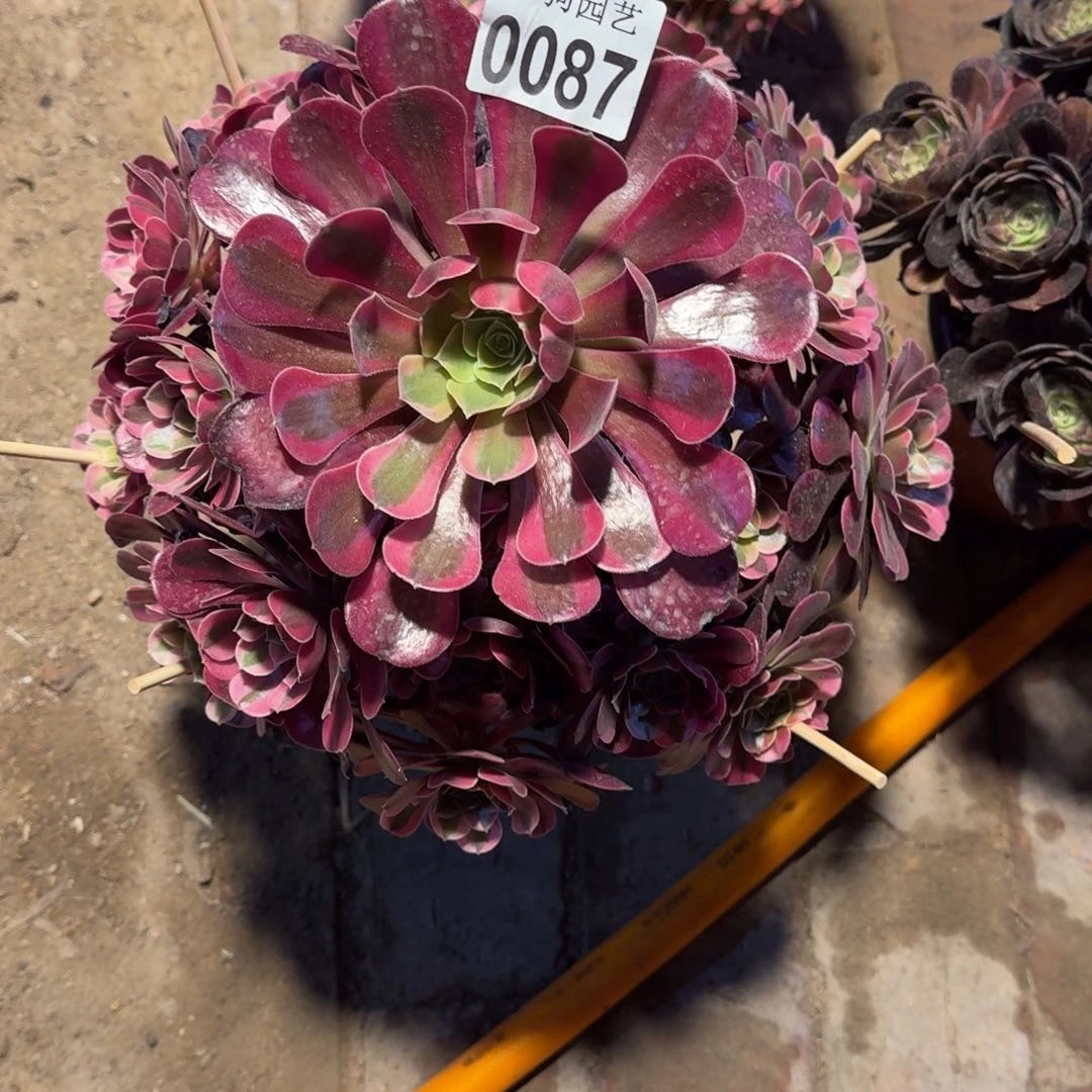 芊***肉美杜莎多肉植物0087寄养