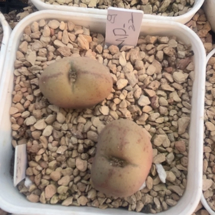 md22。       吕氏家族