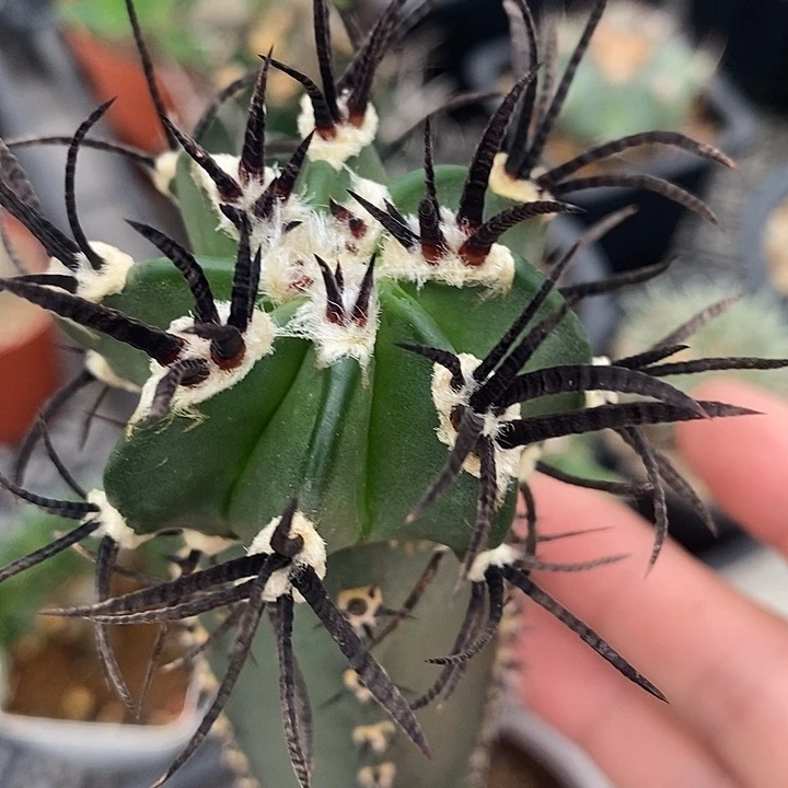 『**』专拍链接水牛角仙人球