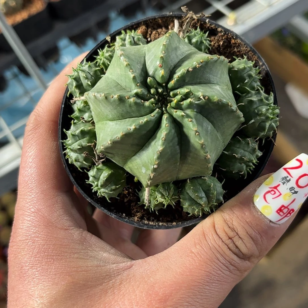 25542一物一拍单头