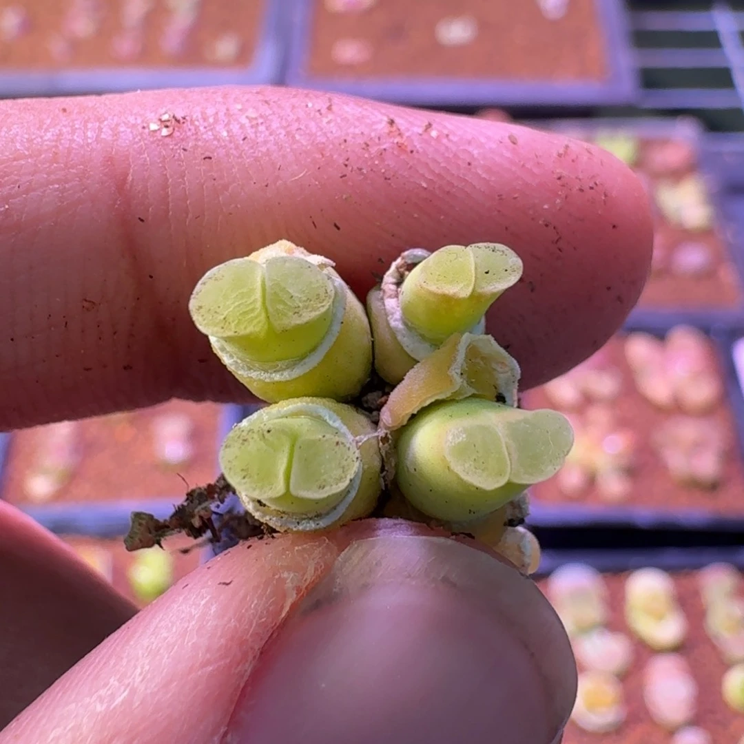 云缦精品番杏4.27骚粉天鹅绒