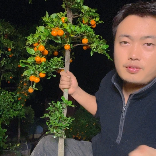 无花朵金弹子庭院地景母桩