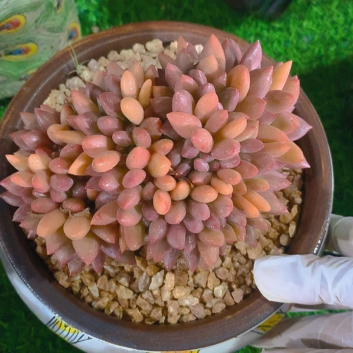 桃花源缀13 公分一物一拍