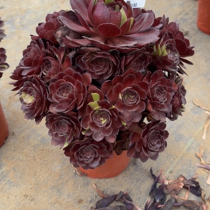 瑞妈多肉园艺554。黑美人