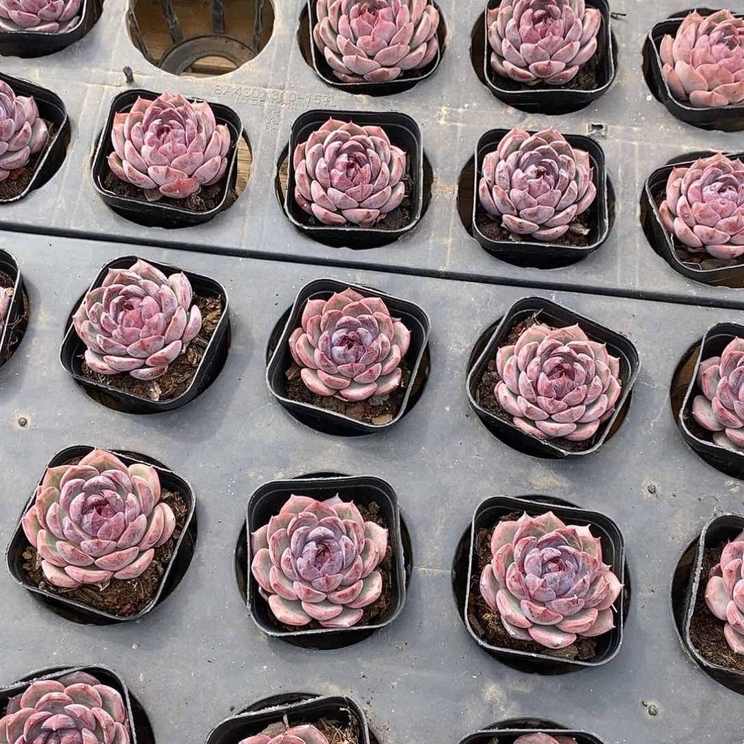 82   蓝莓单头  福利