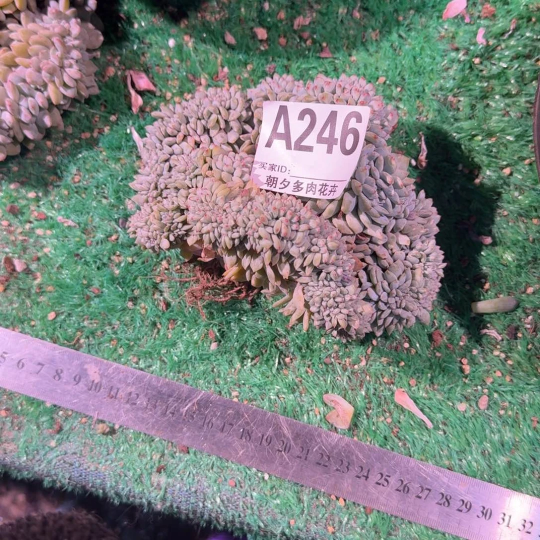 小****绪星影缀化呀呀呀呀呀