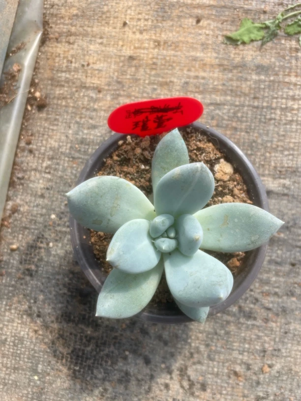 伊丽莎白单双两个