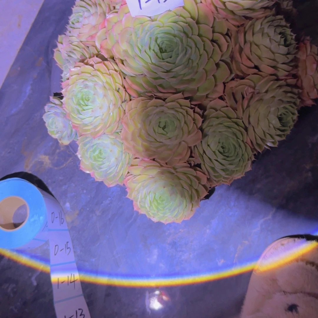 1-12俺斯诺多肉植物