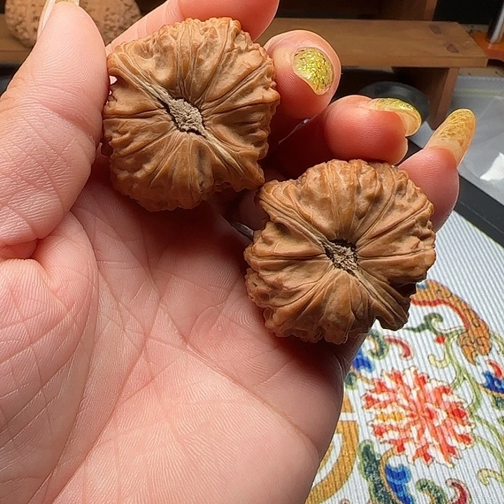 核桃卡姿兰狮子头