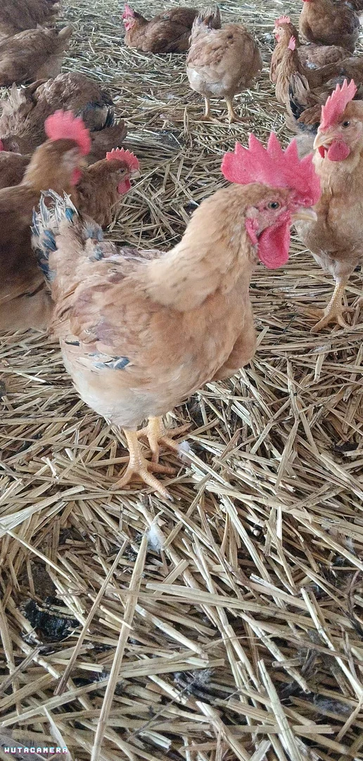 正宗农家散养土鸡