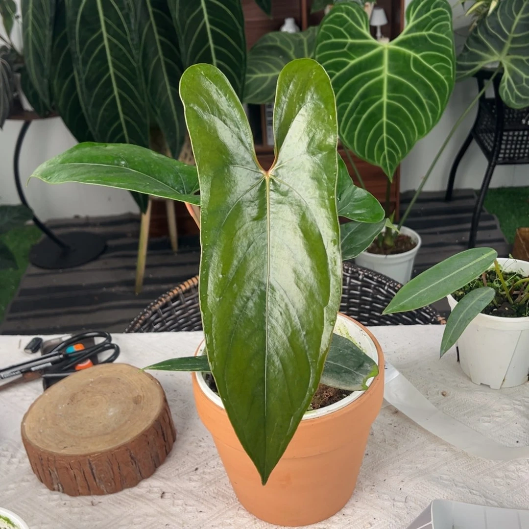 完全开放进口小羊皮