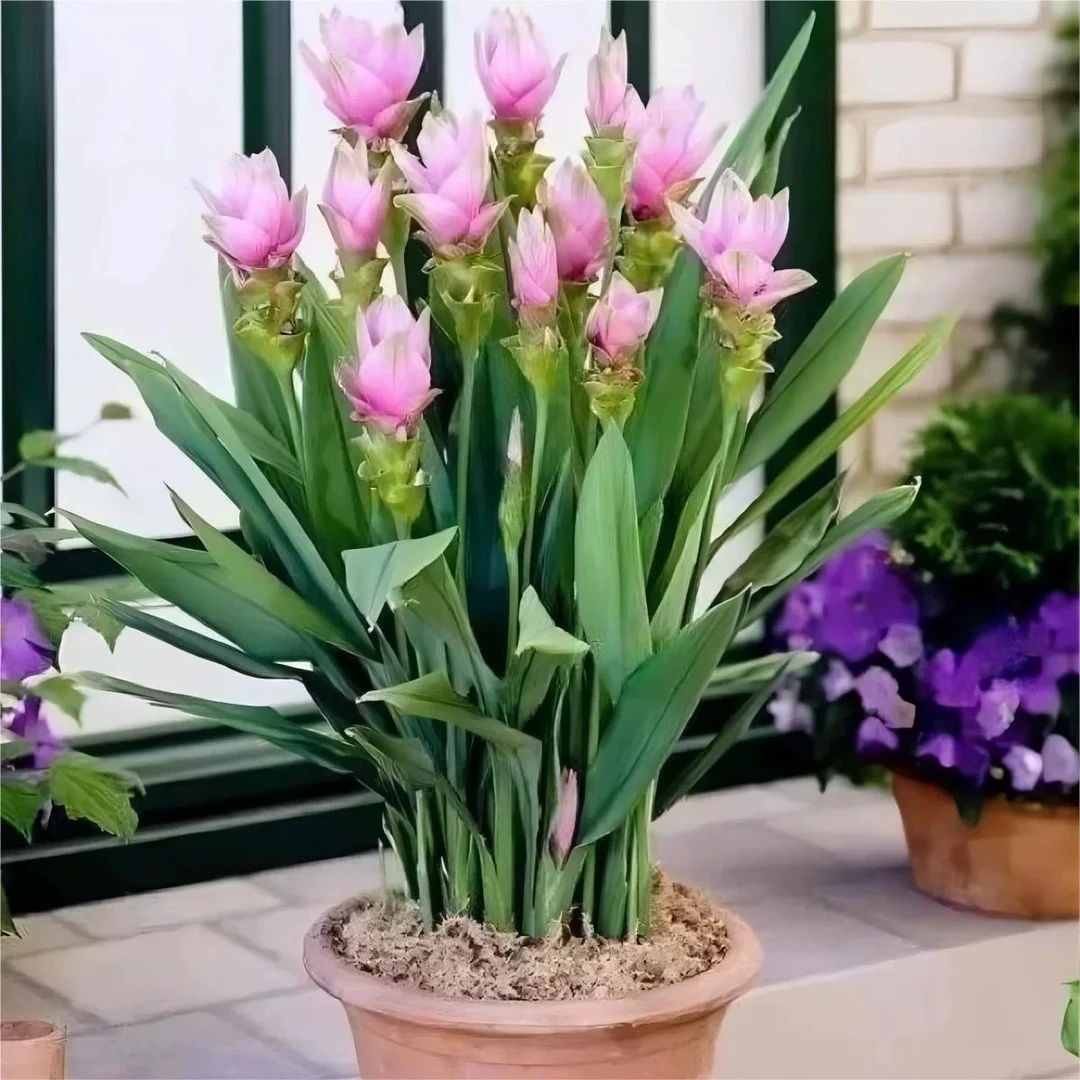 姜荷花盆栽带花庭院花园观花植物多年生球根花卉耐热花期久包邮