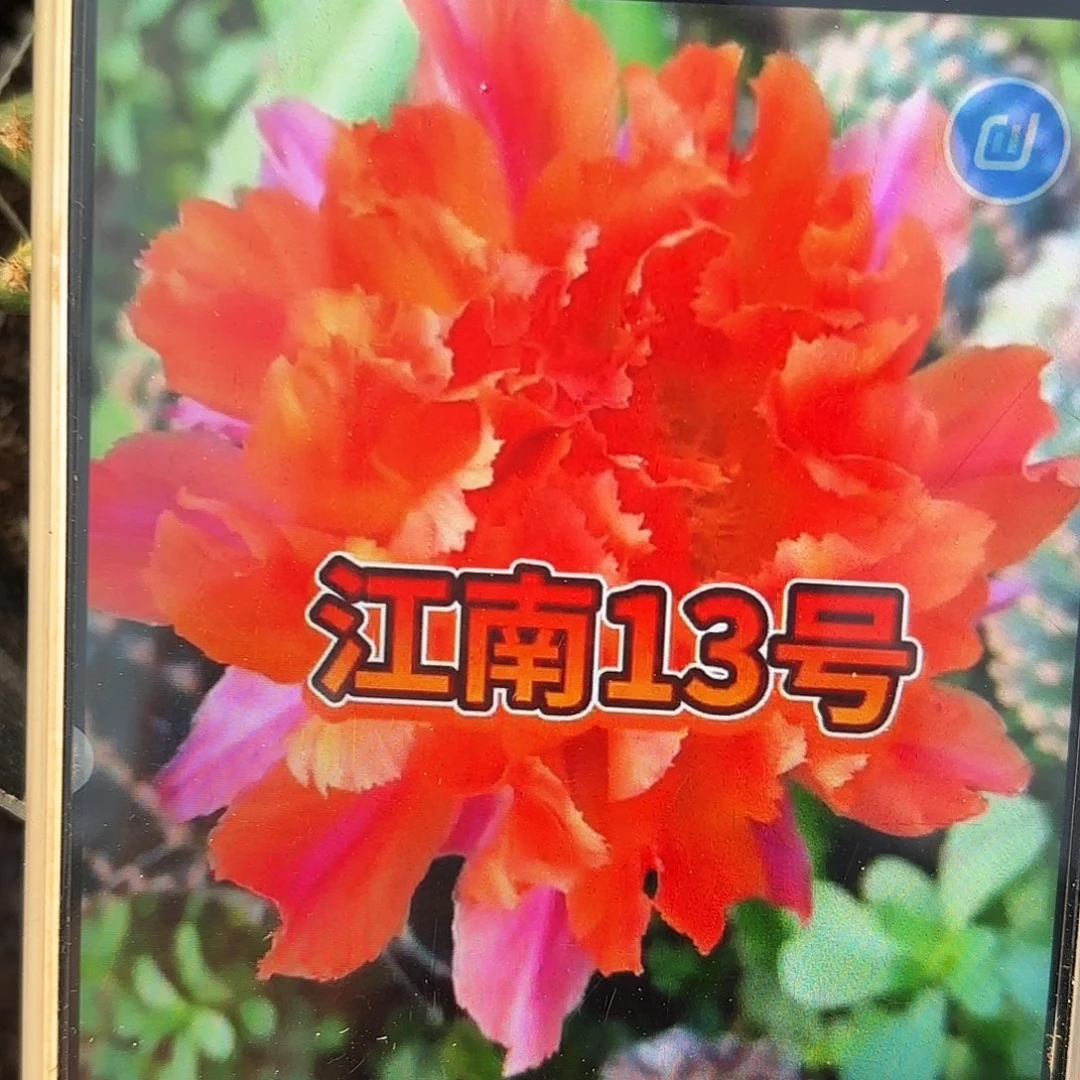 江南13 带根仙人球小小小