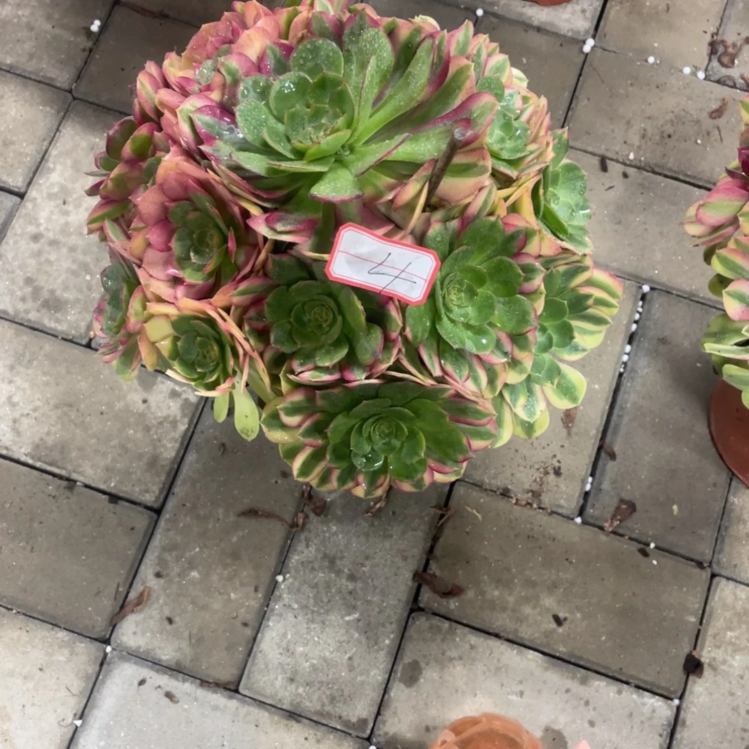 法师多肉植物等多