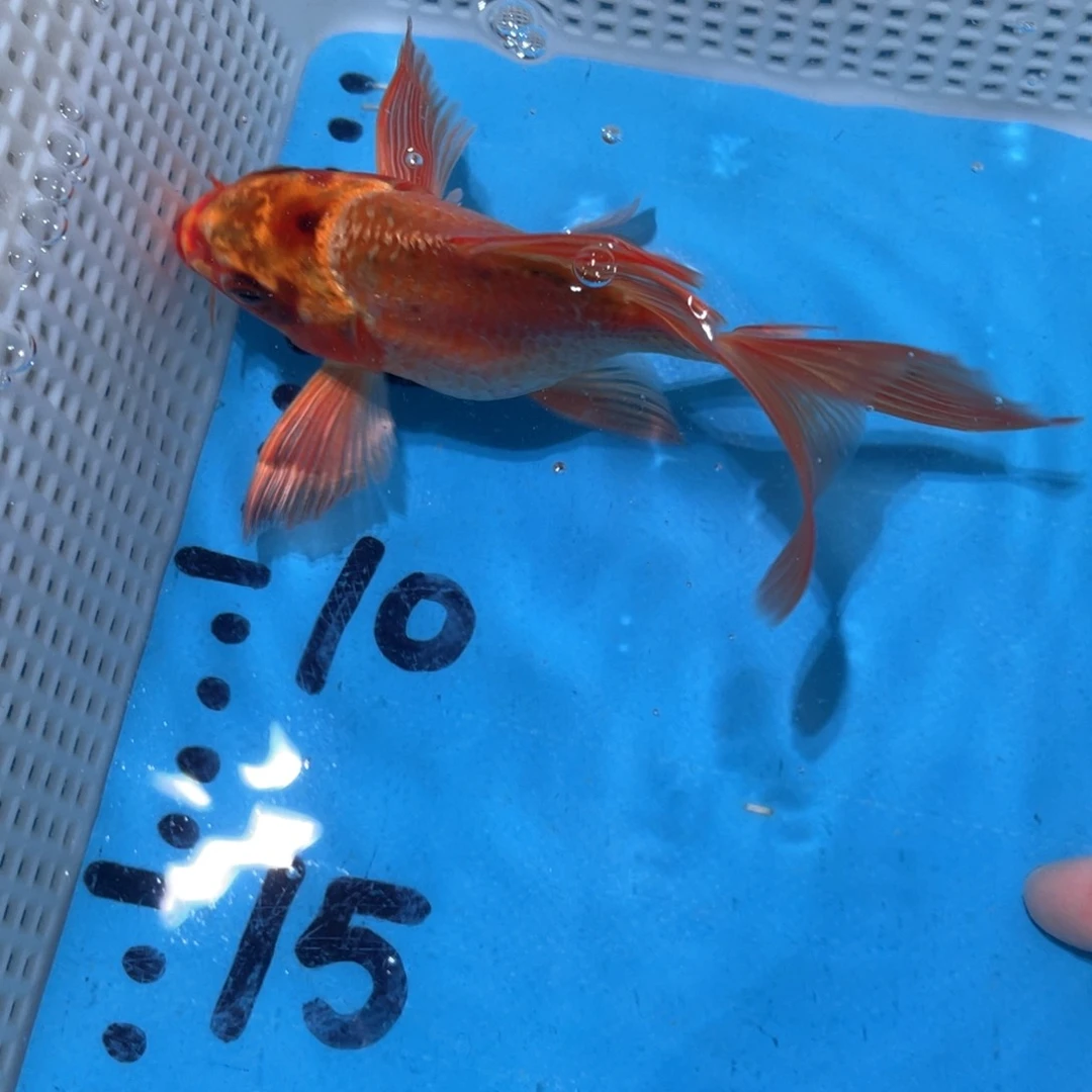 蝴蝶鲤蝴蝶锦鲤锦鲤包邮