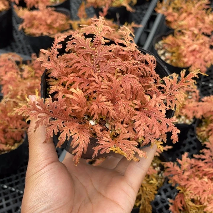 山野草盆栽植物用****4山野草
