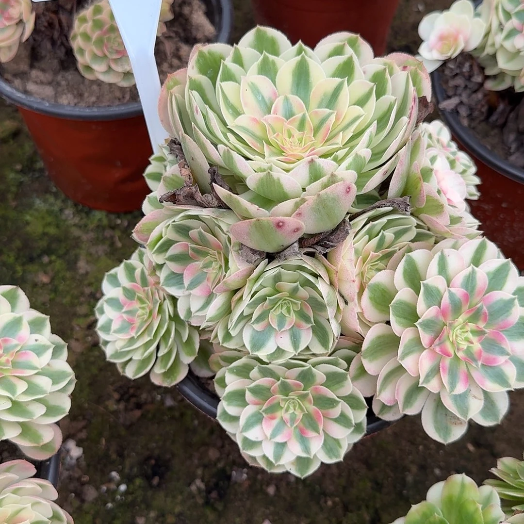 4147倾城多肉法师