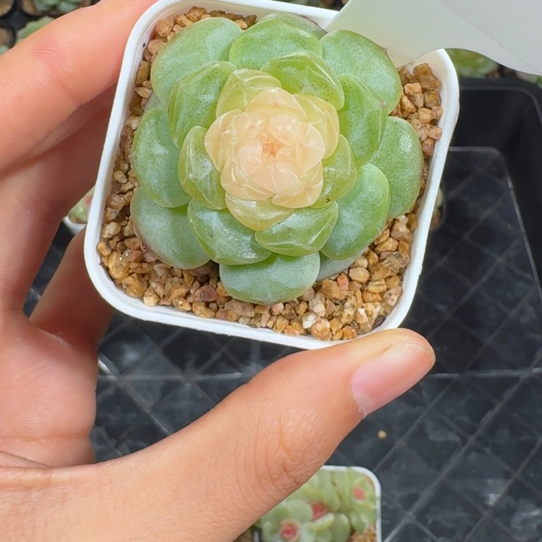 0916-94-纯牛奶单头