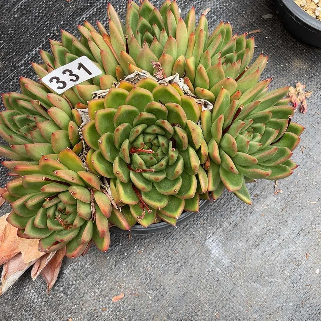 若如东云组拍331