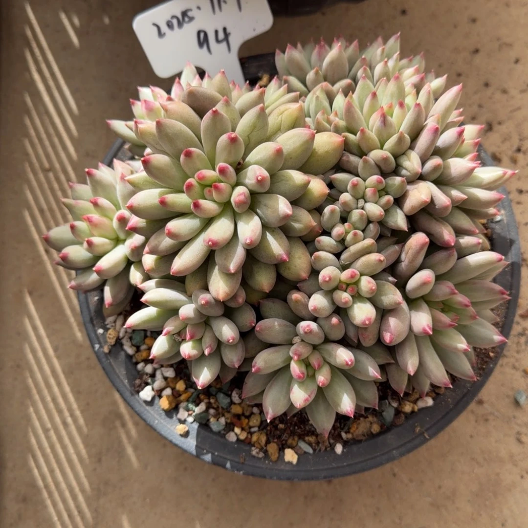 一物一拍岩字捧花94