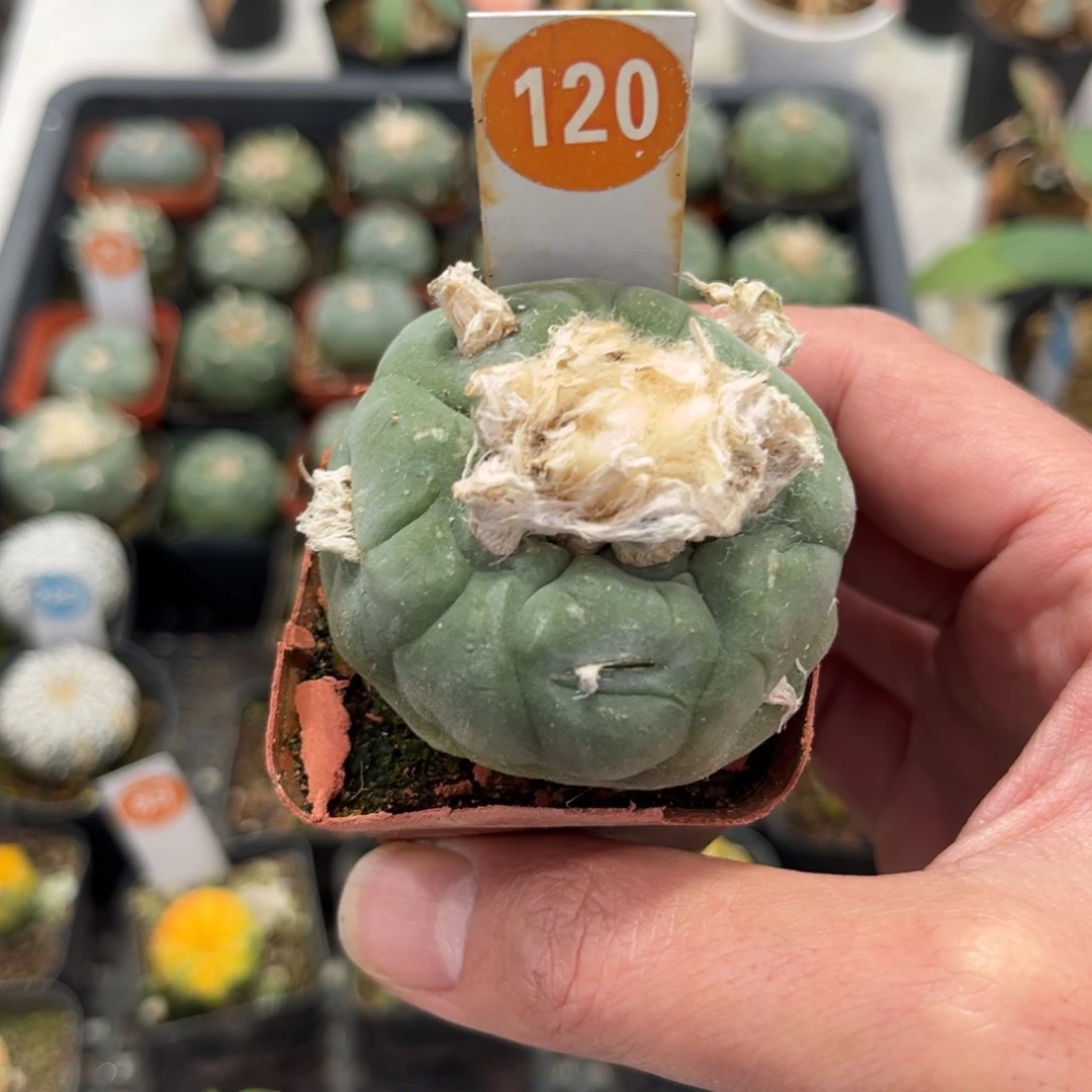 120实生仙人球带盆带土发货