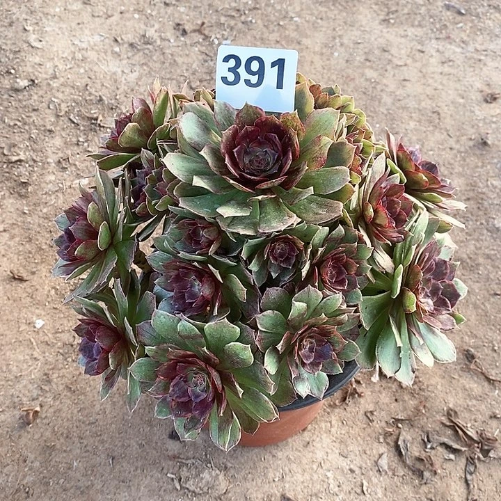 法师植物12345678