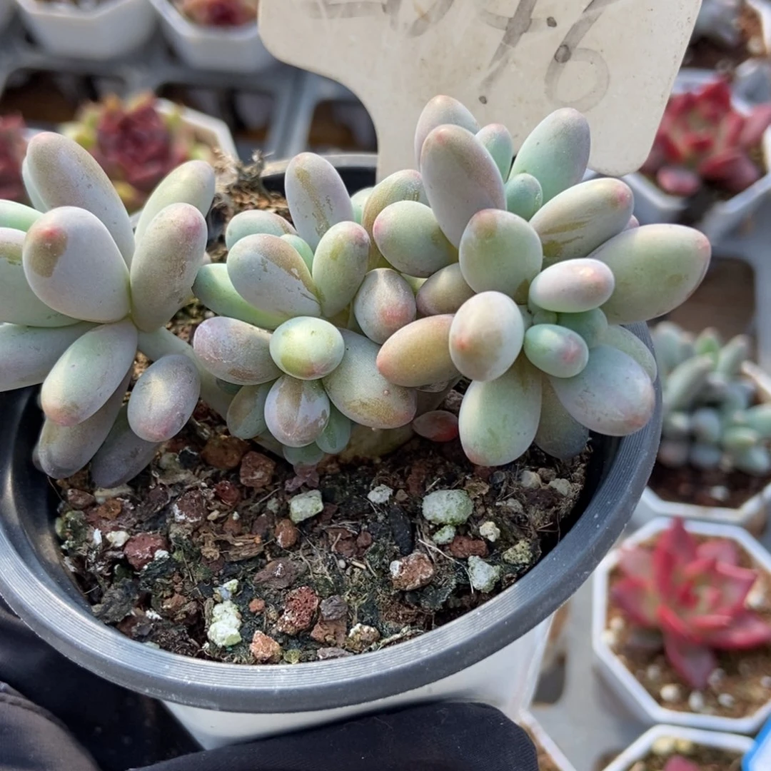 2046苹果奶多肉植物