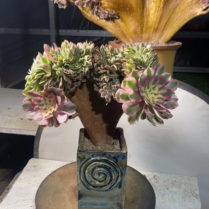 倾城小老桩缀化了