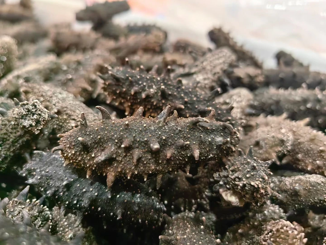 大连纯淡干海参 特价捡漏 工厂断规格保发12-14斤 70-100头