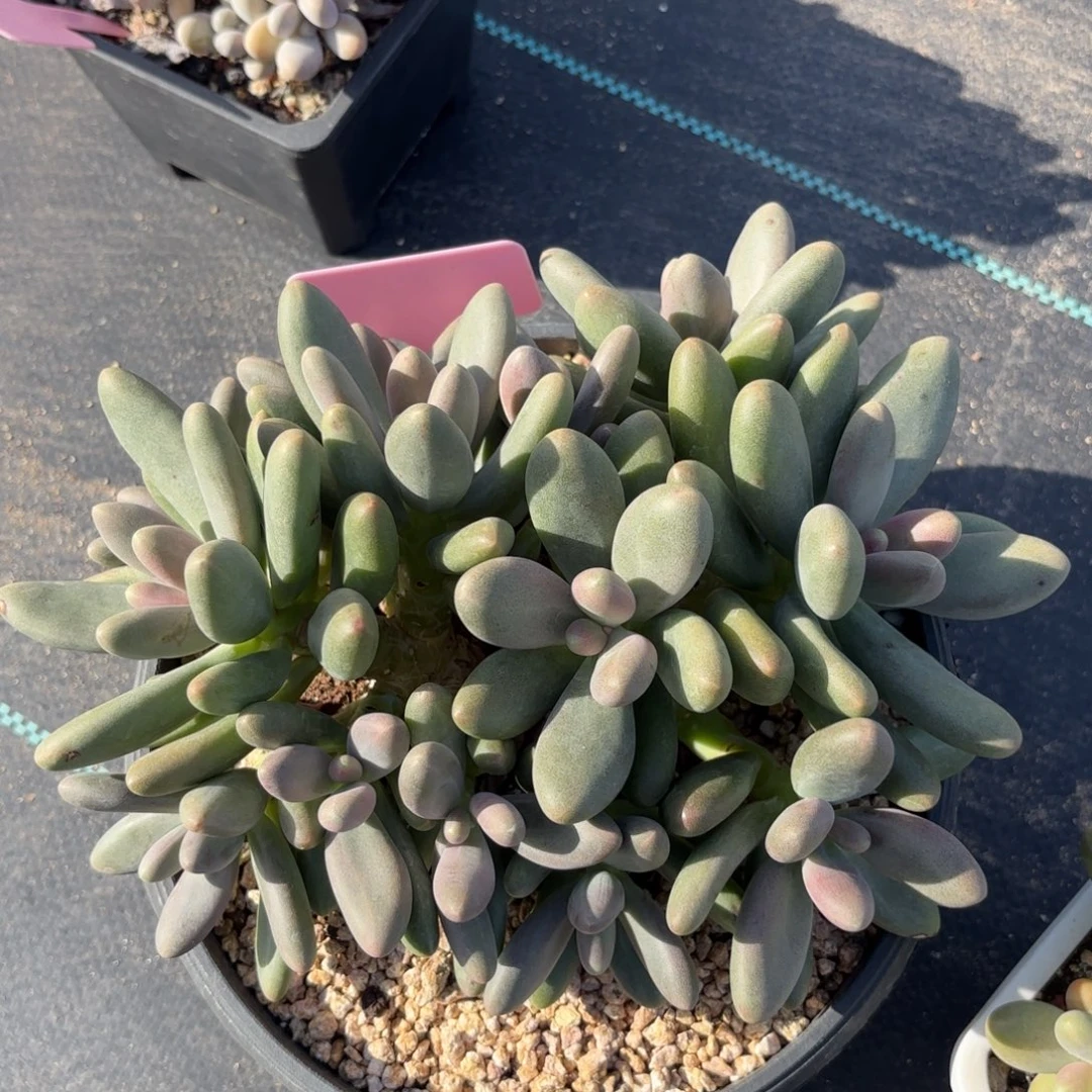 无花朵糖果美人老桩无砍