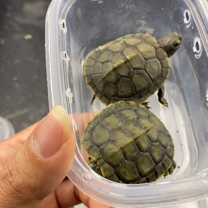 巴西彩龟母666666666