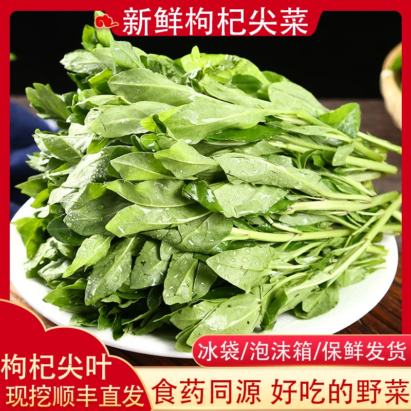 新鲜枸杞尖现摘现发食用养生蔬菜枸杞叶农家自采嫩芽枸杞火锅食材