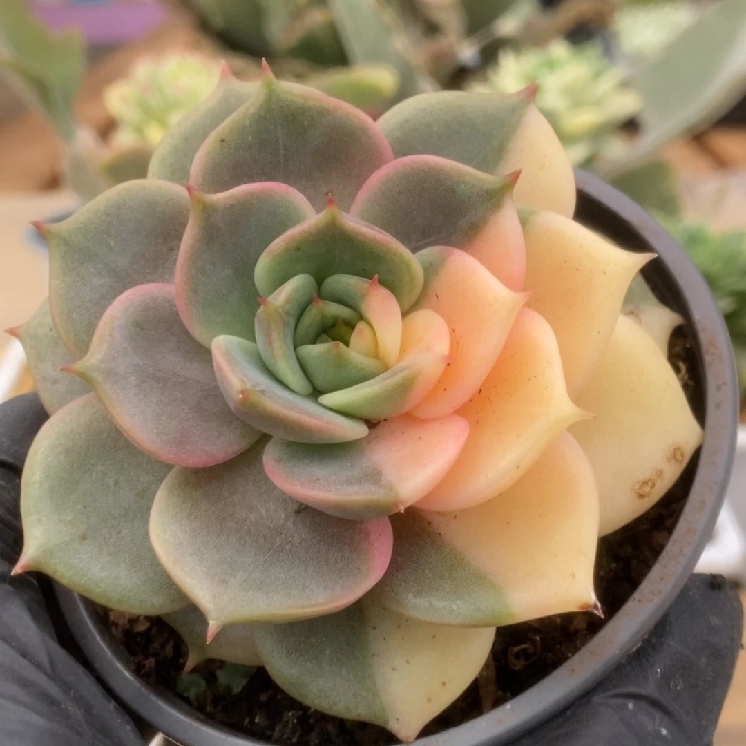 375贝加尔湖锦锦锦锦锦