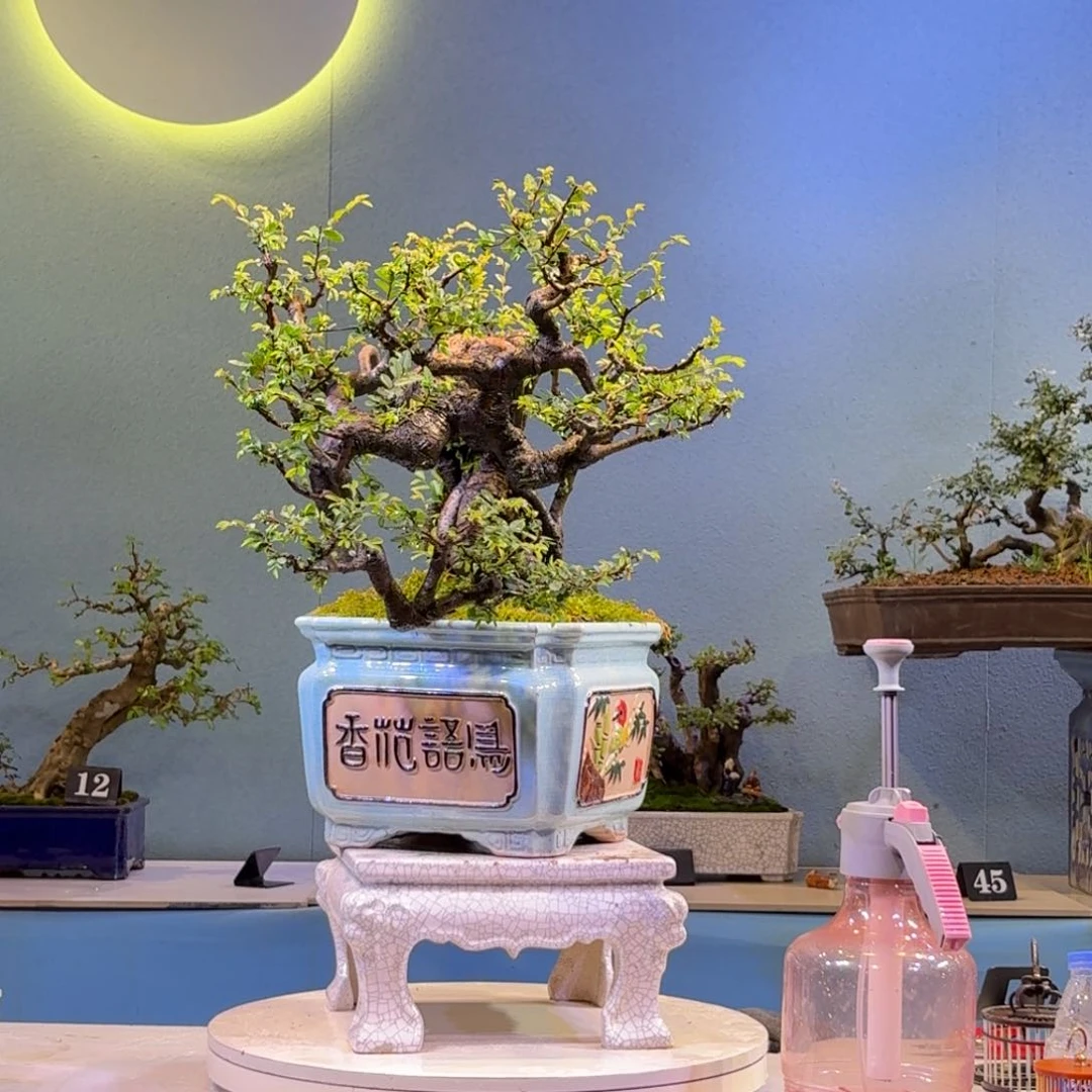 用***0无花朵榆树盆景一物一拍