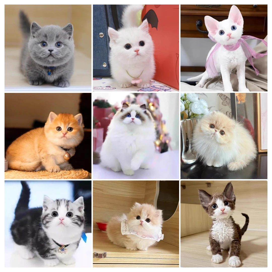 【惠宠萌】◆猫咪◆全品种 蓝猫/ 缅因猫 /德文猫/ 布偶猫金渐层猫 /