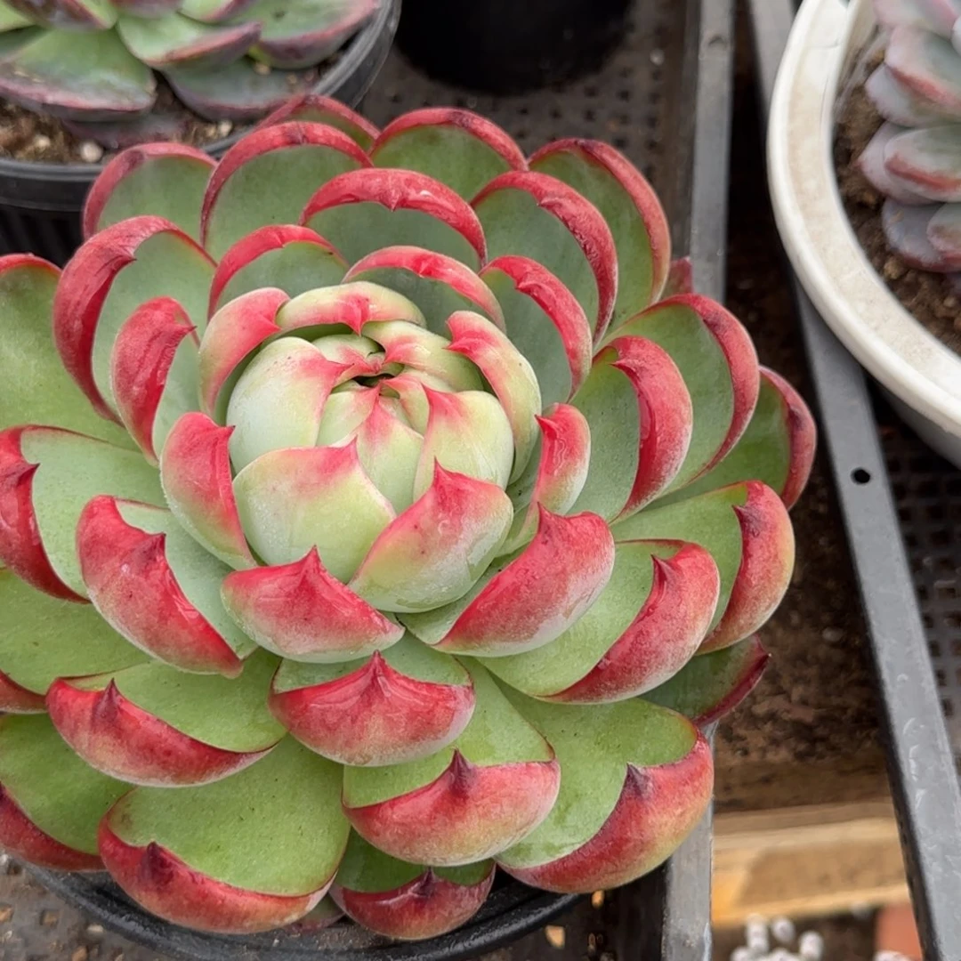 惊鸿一物一拍包装收缩花旱