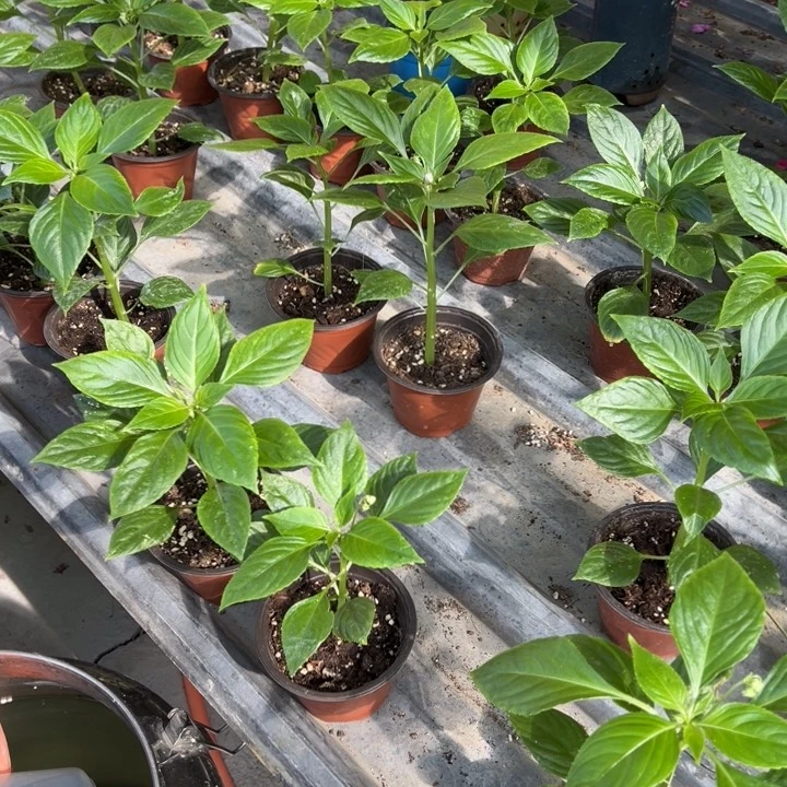 完全开放12公分口径双色盆玻璃翠小苗