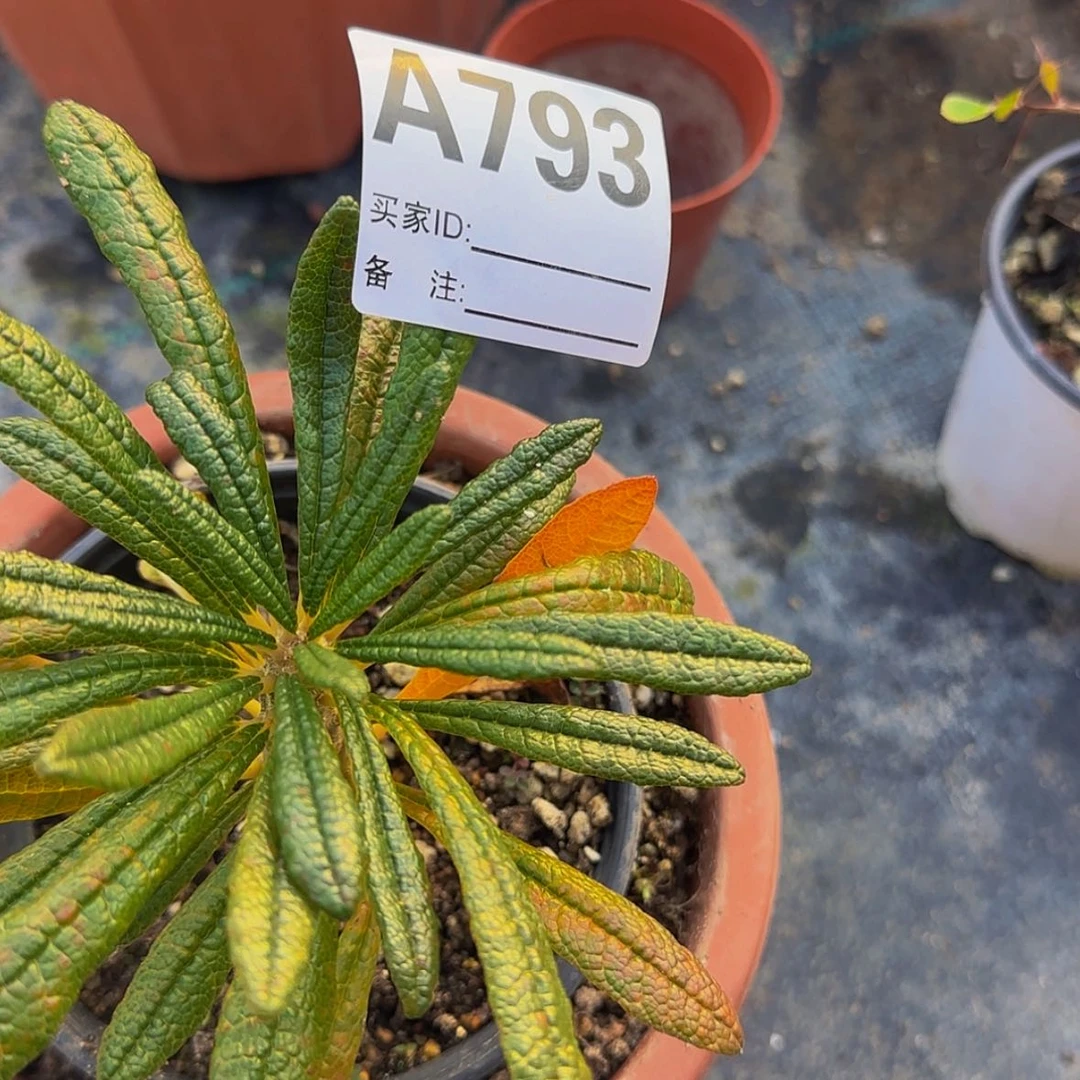 【闪购商品】项****奇块根植物