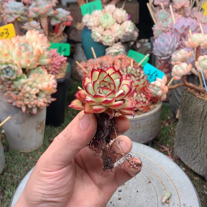 ****婷无花朵多肉植物一物一拍123